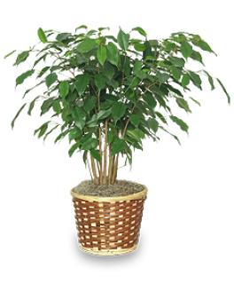 Benjamin Fig Tree