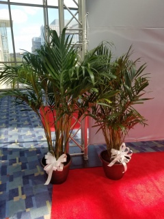 Majestic Palm