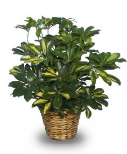 Variegated Dwarf Schefflera